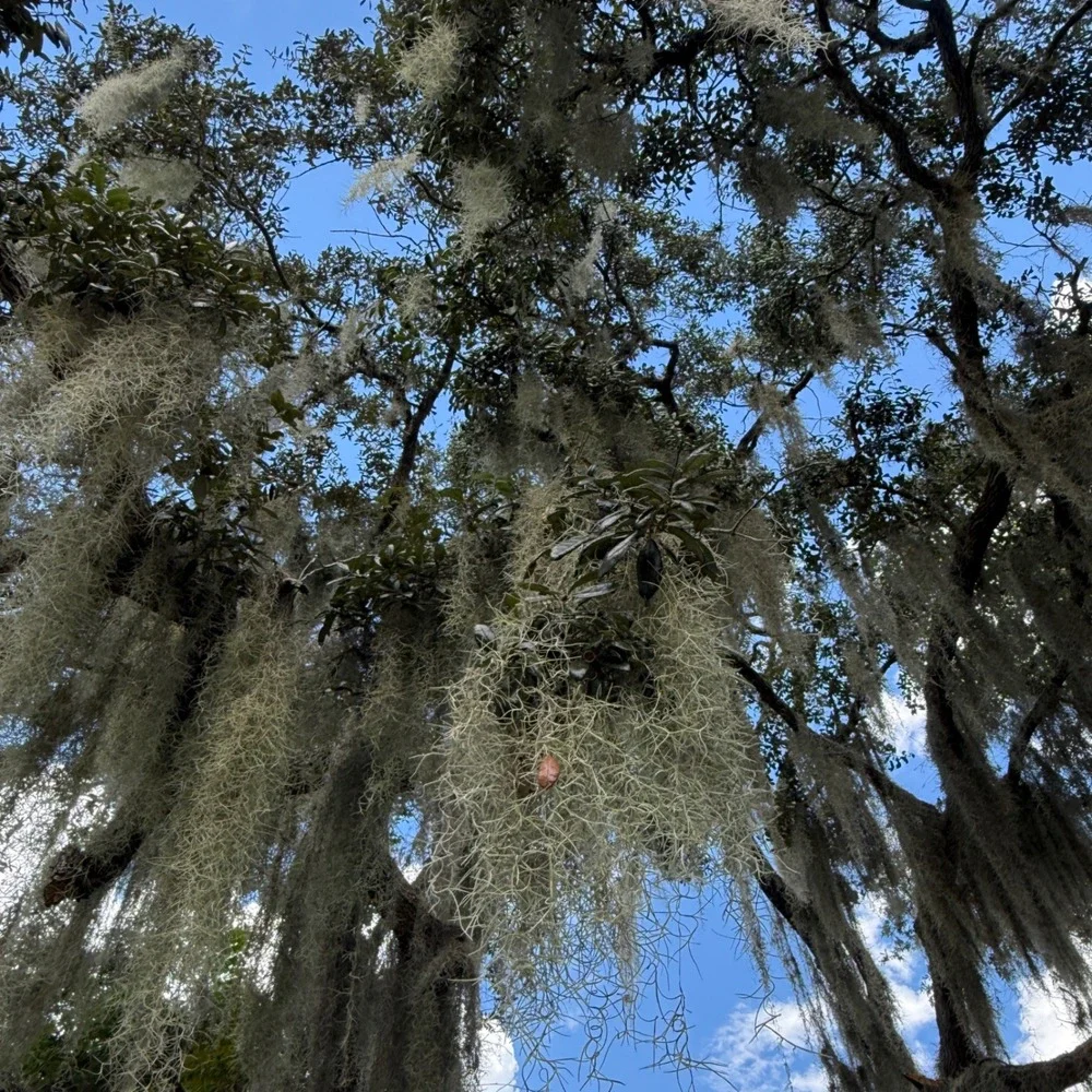 Spanish Moss Live Fresh Pick 1 Gallon Southern Oak Tree Florida Air Plant Craft